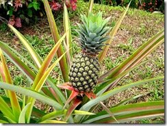 Pineapple01