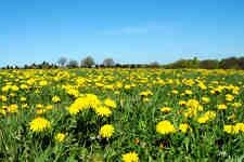 Ford becomes a weed eater & may use dandelions for car parts
