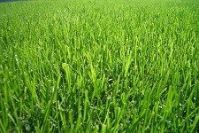 Native grasses reduce lawn care costs and make better lawns